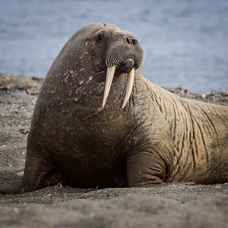 Jetzt erhältlich: Kalender „Fauna arctica“&nbsp;2023