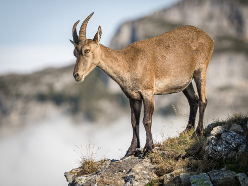 Ankündigung: „Steinböcke und Alpenlandschaft“ (6.-8.10.2023)