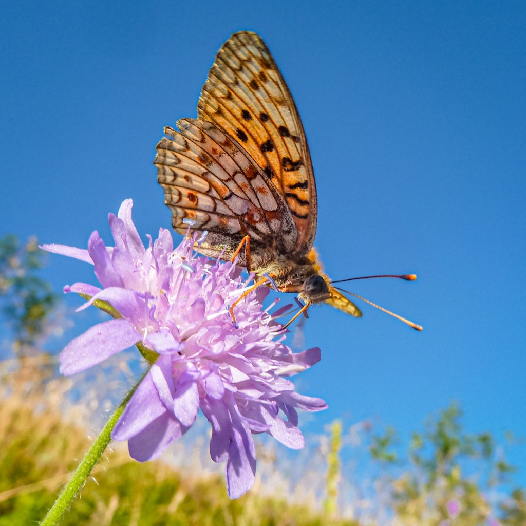 Ankündigung: Workshop „Natur im sommerlichen Hochschwarzwald erleben und fotografieren“ (16./17.7.2022)