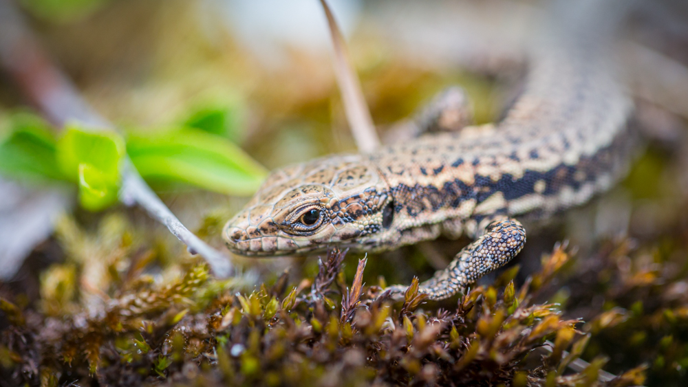 Ankündigung: Workshop „Natur im Kaiserstuhl erleben und fotografieren“ (24./25.4.2021)