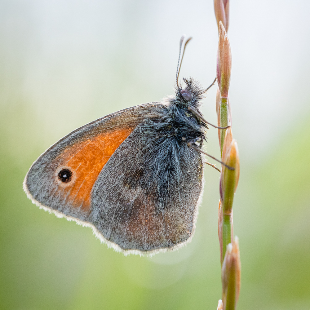 Ankündigung: Bildvortrag „Heimische Insekten“, Breisach,&nbsp;15.10.2024