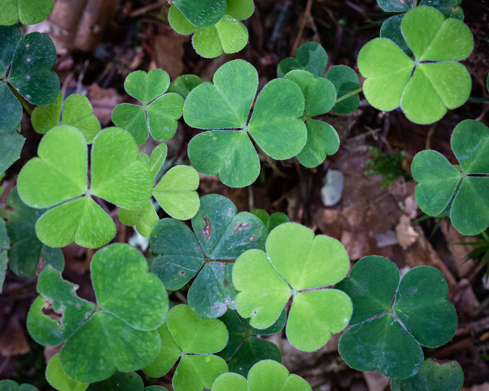 Ankündigung: Naturexkursion Hochschwarzwald (2. August&nbsp;2024)