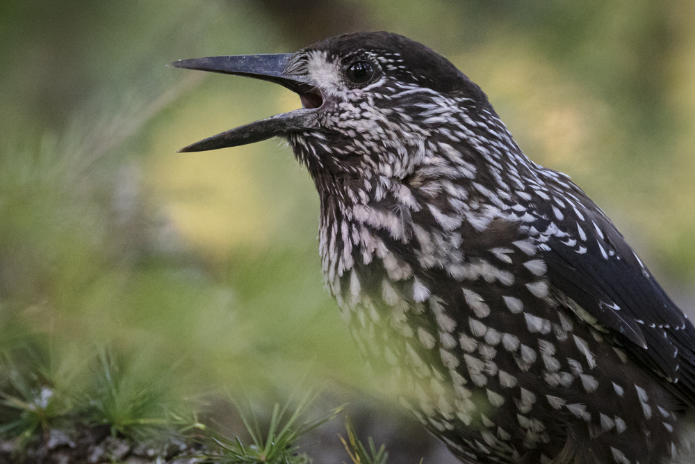 Artikel „Aletschwald“ in NaturFoto&nbsp;05/2022