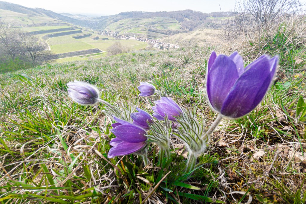 Exkursionsankündigung: „Kaiserstühler Frühlingsmorgen“ (13. April&nbsp;2025)