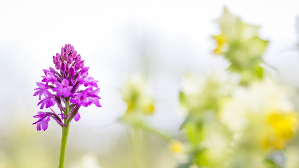 Ankündigung: Gruppenreisen in den Kaiserstuhl und den Südschwarzwald 2026